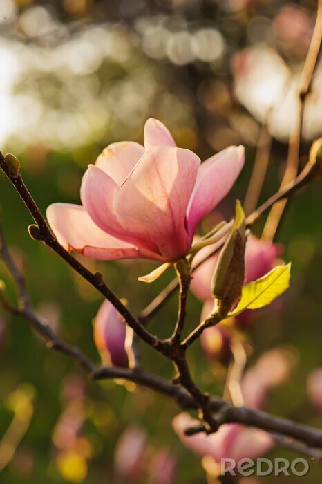 Sticker  Branche de magnolia au coucher du soleil