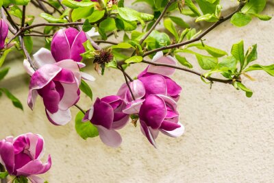 Sticker  Branche de magnolia sur fond crème