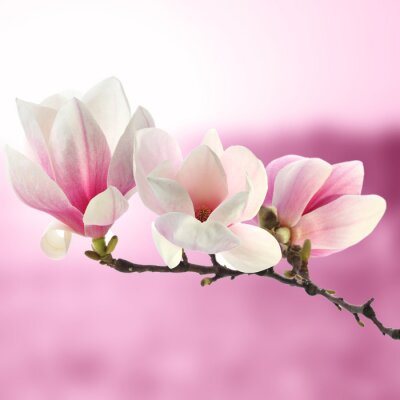Branche de magnolia sur fond rose