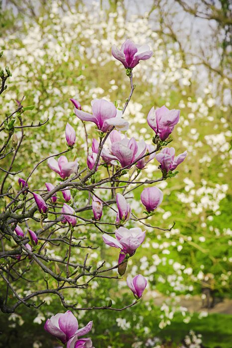 Sticker  Branches de magnolia dans le jardin
