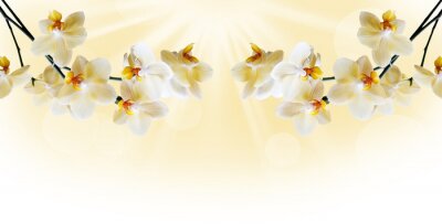 Branches suspendues d'une orchidée jaune