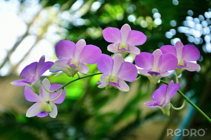 Sticker  Brindille d'orchidée pastel