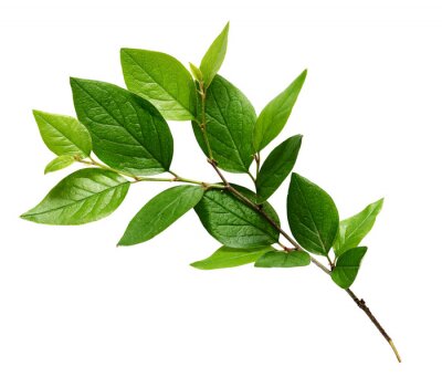 Sticker  Brindille, vert, feuilles