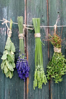 Poster  Brins d'herbes séchées suspendus à une ficelle