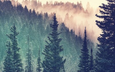 Brouillard dans la forêt