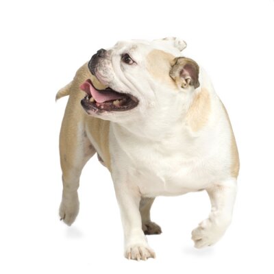 Sticker  Bulldog Anglais marchant devant un fond blanc
