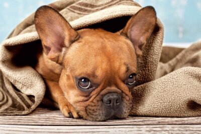 Sticker  Bulldog avec Blanket