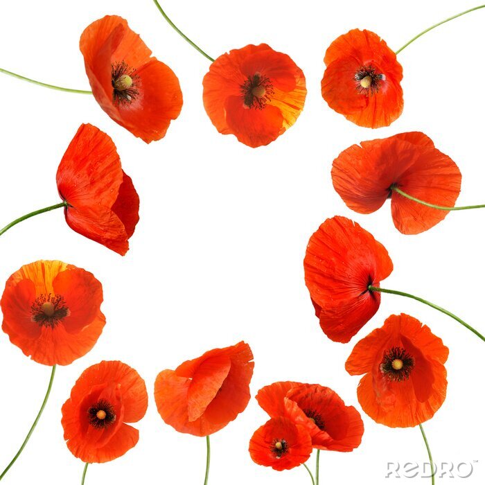 Sticker  Cadre de coquelicots rouges