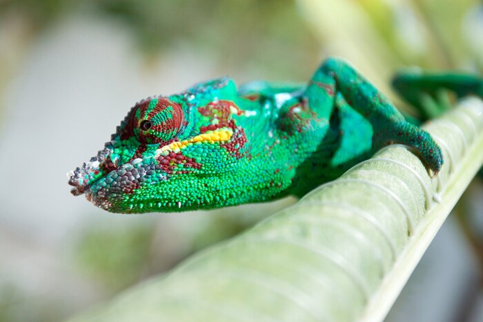 Sticker  caméléon, Chamaeleo pardalis, île de la Réunion