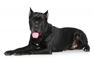 Sticker  Cane Corso chien reposant sur un fond blanc