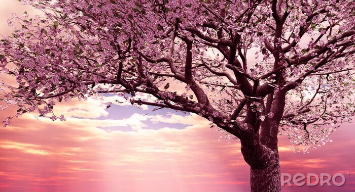 Sticker  Cerise en fleurs sur fond de coucher de soleil