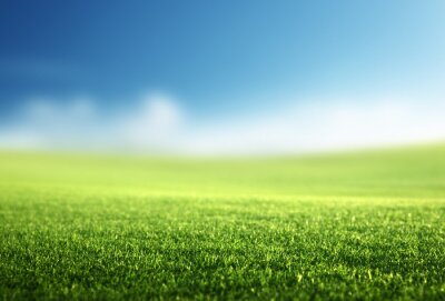 champ d'herbe de printemps (DOF peu profond)