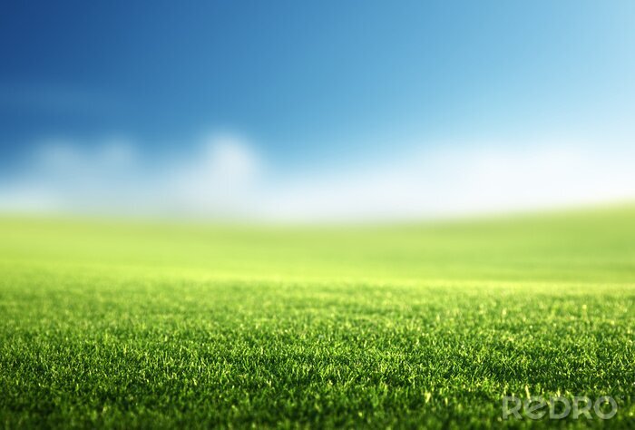 Sticker  champ d'herbe de printemps (DOF peu profond)