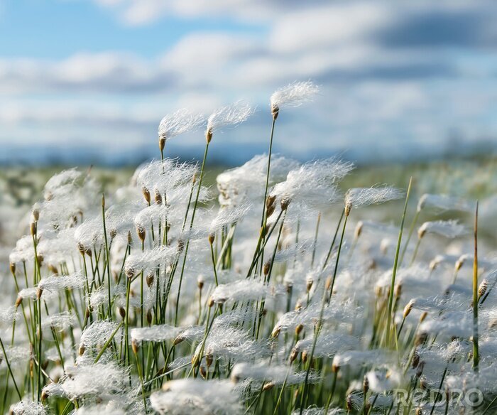 Sticker  Champ de coton