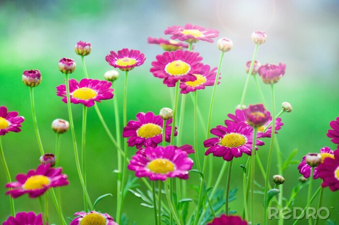 Sticker  Champ de fleurs roses dans l'herbe