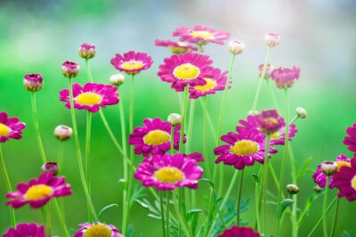 Sticker  Champ de fleurs roses dans l'herbe
