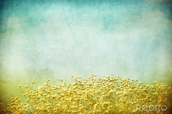 Sticker  Champ de fleurs sur un fond vieilli