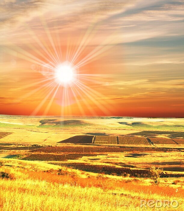 Sticker  Champ et soleil