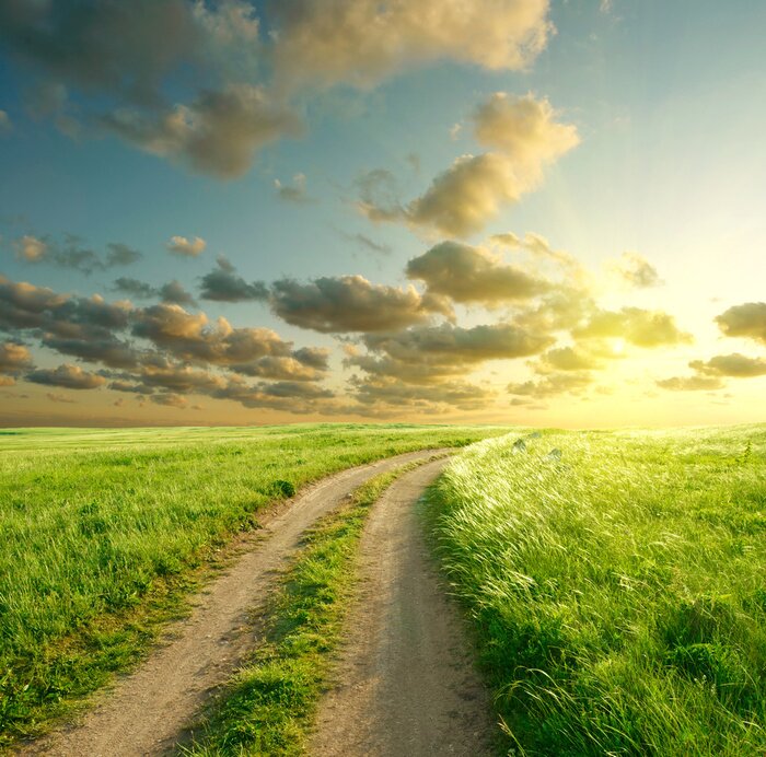 Sticker  Champ vert dans le vent