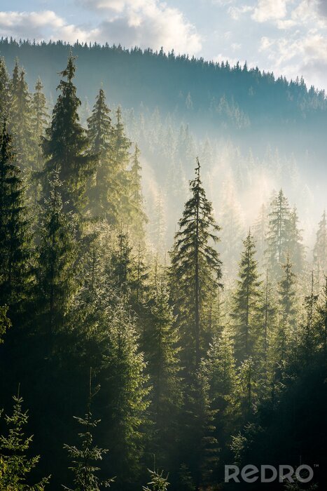 Sticker  Champs de conifères