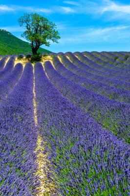 Sticker  Champs de lavande avec ciel bleu