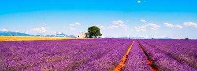 Champs de lavande en Provence