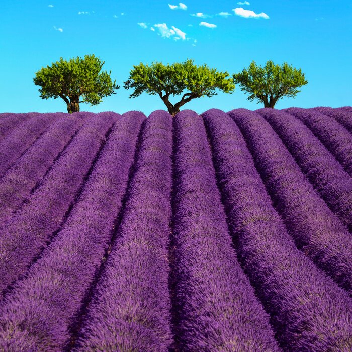 Sticker  Champs de lavande sur fond d'arbres