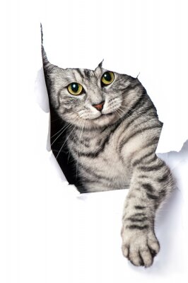 Papier peint  Chat 3D dans le papier