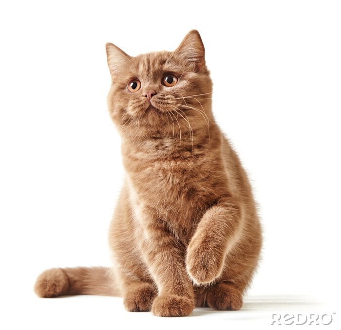 Sticker  Chat britannique sur fond clair