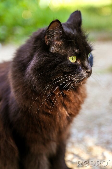 Sticker  Chat de chats noirs aux yeux verts à l'extérieur