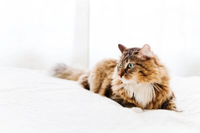 Sticker  Chat domestique avec une cravate blanche allongé sur le lit