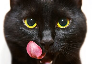 Sticker  chat noir