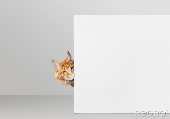 Sticker  Chat rouge jetant un coup d'oeil derrière un mur blanc
