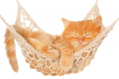 Chat roux endormi dans le hamac