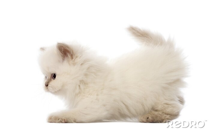 Sticker  Chaton british longhair, 5 semaines