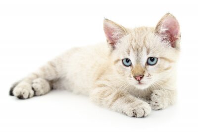 Sticker  Chats chat blanc aux yeux bleus tristes