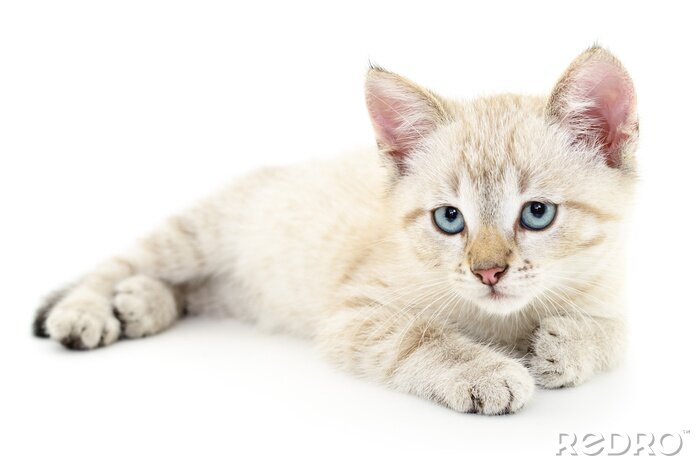 Sticker  Chats chat blanc aux yeux bleus tristes