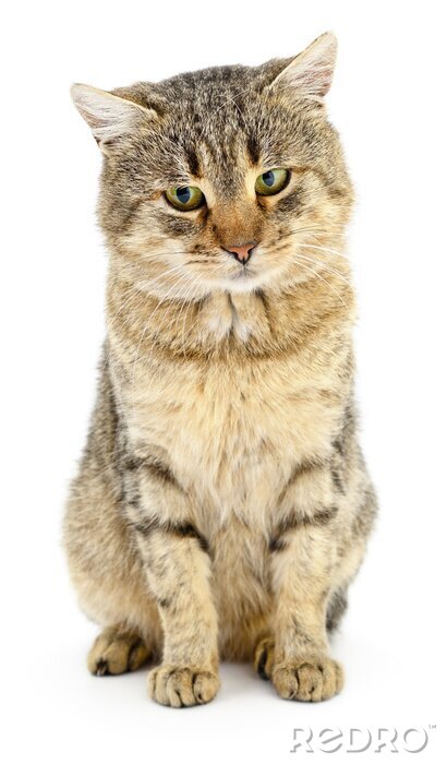Sticker  Chats chat domestique à fourrure duveteuse