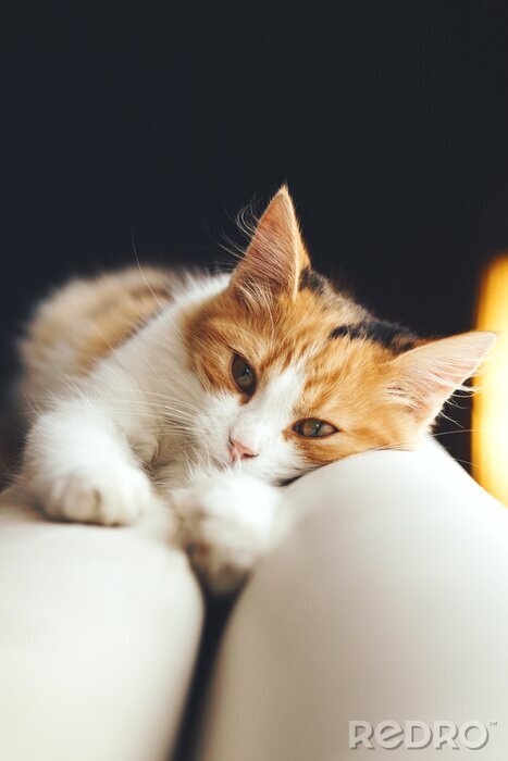 Sticker  Chats chat domestique détendu sur le canapé