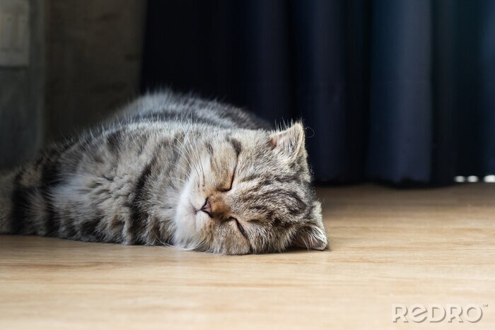 Sticker  Chats chat domestique se reposant sur le sol