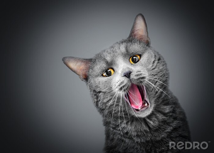 Sticker  Chats chat gris avec des yeux jaunes et une bouche ouverte