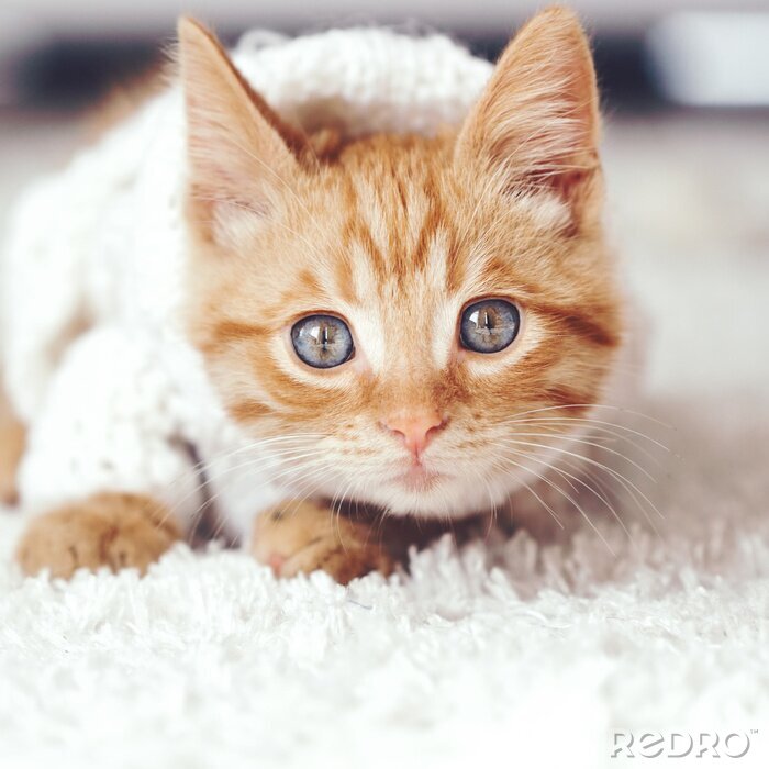 Sticker  Chats chat roux aux yeux hypnotisants