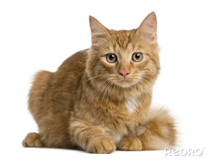 Sticker  Chats chat roux avec une tache blanche sur la fourrure