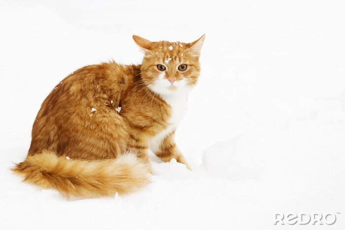 Sticker  Chats chat roux moelleux avec de la neige sur la tête