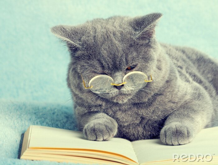 Sticker  Chats concentré chat dans des verres par le livre