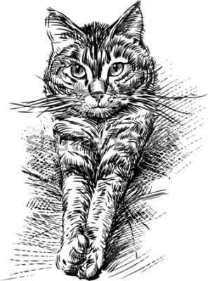 Sticker  Chats Croquis d'un chat avec ses pattes tendues vers l'avant