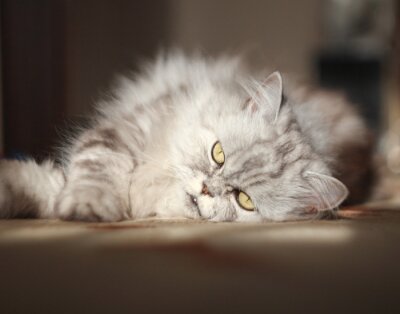 Sticker  Chats de race chat persan reposant sur le sol