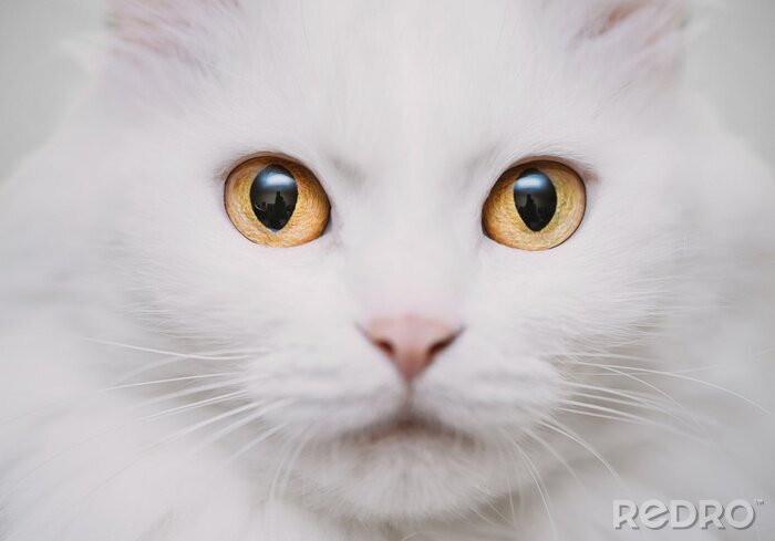 Sticker  Chats en gros plan sur le museau d'un chat aux yeux dorés