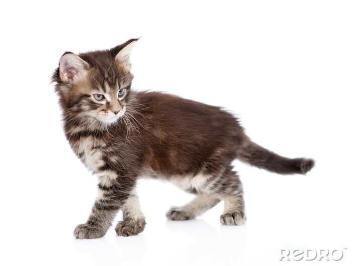 Sticker  Chats petit chat domestique marchant devant