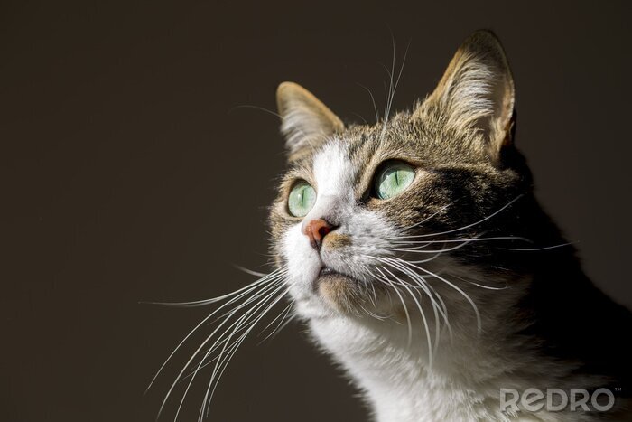 Sticker  Chats portrait d'un chat aux yeux d'émeraude